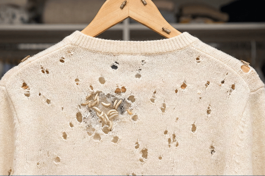 Best Moth Pest Control Treatment Services