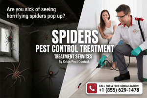 Spiders Pest Control Treatment Services