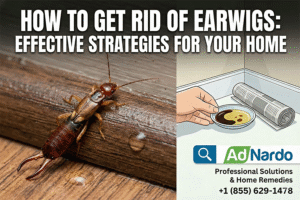 how to get rid of earwigs in your house