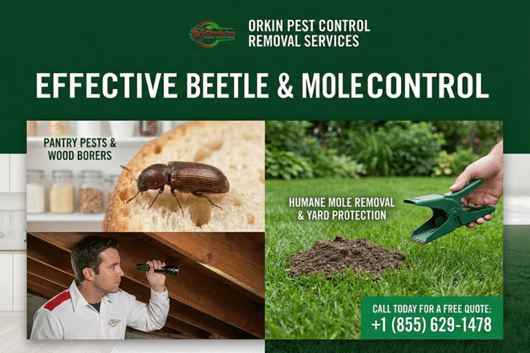 Beetle Pest Control Removal Services