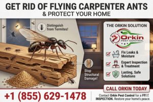 flying carpenter ants