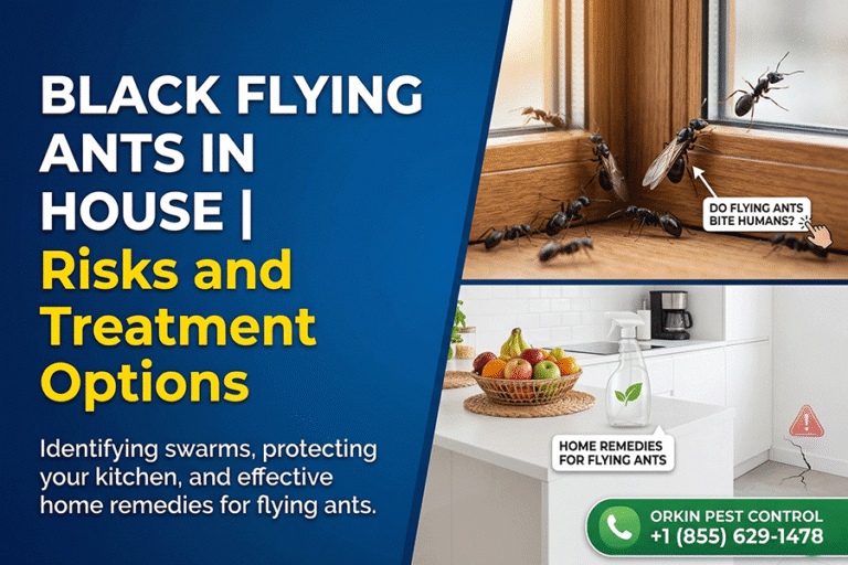 Black Flying Ants in House | Risks and Treatment Options