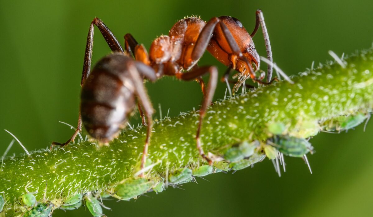 How to Get Rid of Ants Permanently โ How to Get Rid of Ants Permanently: Ultimate 2026 Guide โ Photo by Petr Ganaj on Pexels