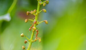 Stop Ants From Coming Back — Stop Ants From Coming Back: 7 Proven Ways in 2026 — Photo by Pavan Prasad on Pexels