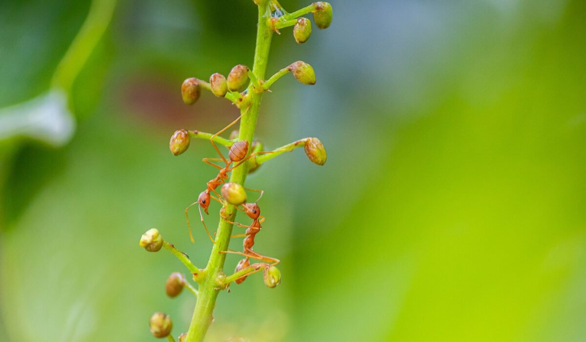 Stop Ants From Coming Back โ Stop Ants From Coming Back: 7 Proven Ways in 2026 โ Photo by Pavan Prasad on Pexels