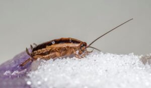 German Cockroach vs American Cockroach — German Cockroach vs American Cockroach: Essential 2026 Guide — Photo by Erik Karits on Pexels