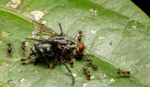 Best Ant Extermination Services 2026 — Best Ant Extermination Services 2026: The Ultimate Guide — Photo by cassius cardoso on Pexels