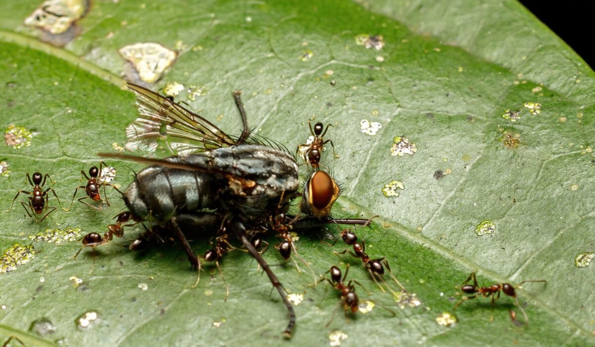 Best Ant Extermination Services 2026 — Best Ant Extermination Services 2026: The Ultimate Guide — Photo by cassius cardoso on Pexels