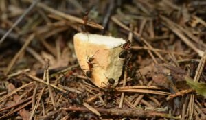 Ant Extermination Cost — Ant Extermination Cost: Ultimate 2026 Guide — Photo by Petr Ganaj on Pexels