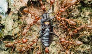 Carpenter Ant vs Termites Difference — Carpenter Ant vs Termites Difference: Essential Guide 2026 — Photo by ABCDee David on Pexels