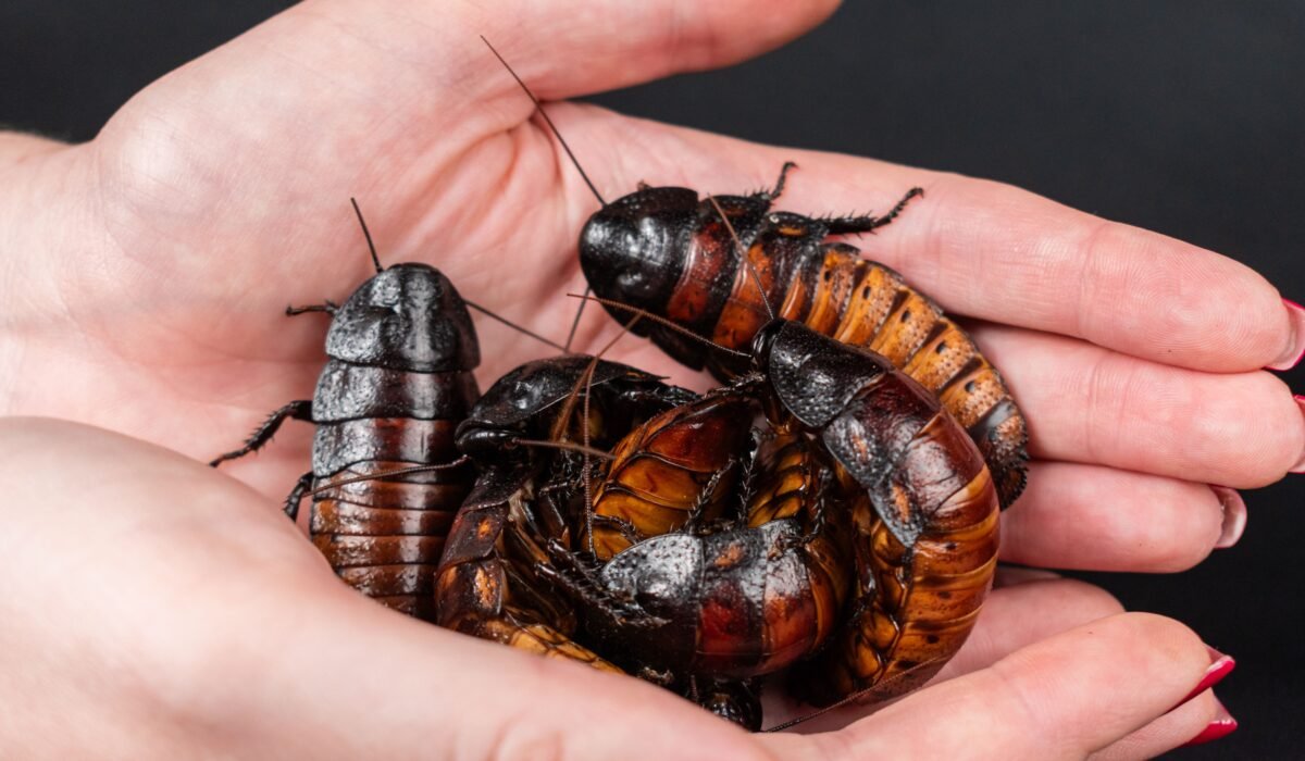 Advanced Cockroach Prevention Tips โ Advanced Cockroach Prevention Tips: Expert Guide 2026 โ Photo by Nikolett Emmert on Pexels