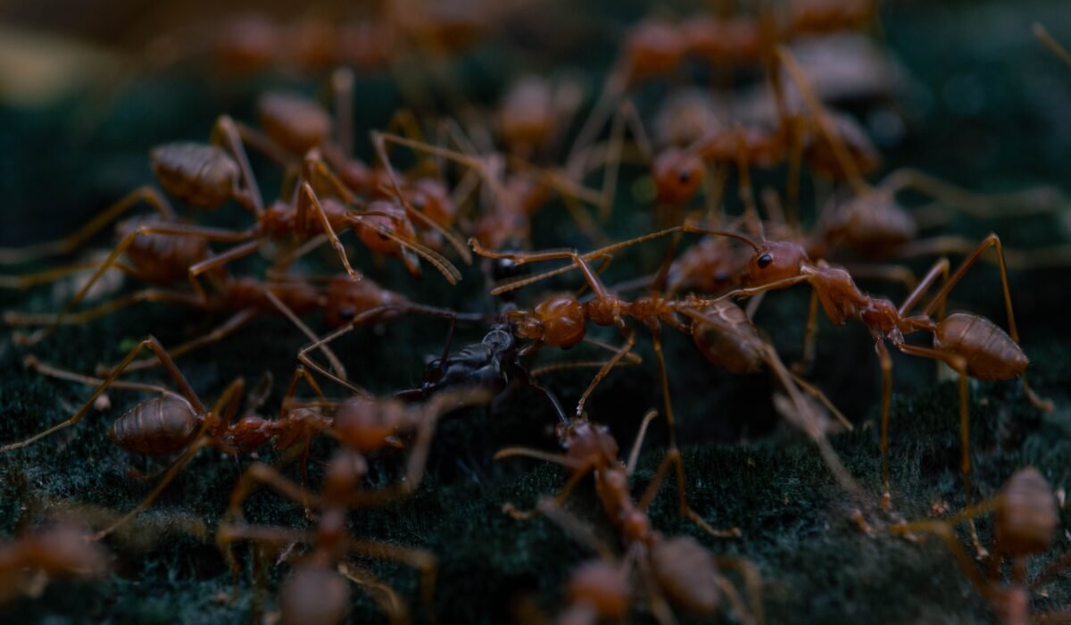 Effective Fire Ant Control 2026 — Effective Fire Ant Control 2026: Complete Guide — Photo by Oktavianus Mulyadi on Pexels