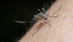 Mosquito Control Cost 2026 — Mosquito Control Cost 2026: Ultimate Pricing Guide — Photo by Jimmy Chan on Pexels