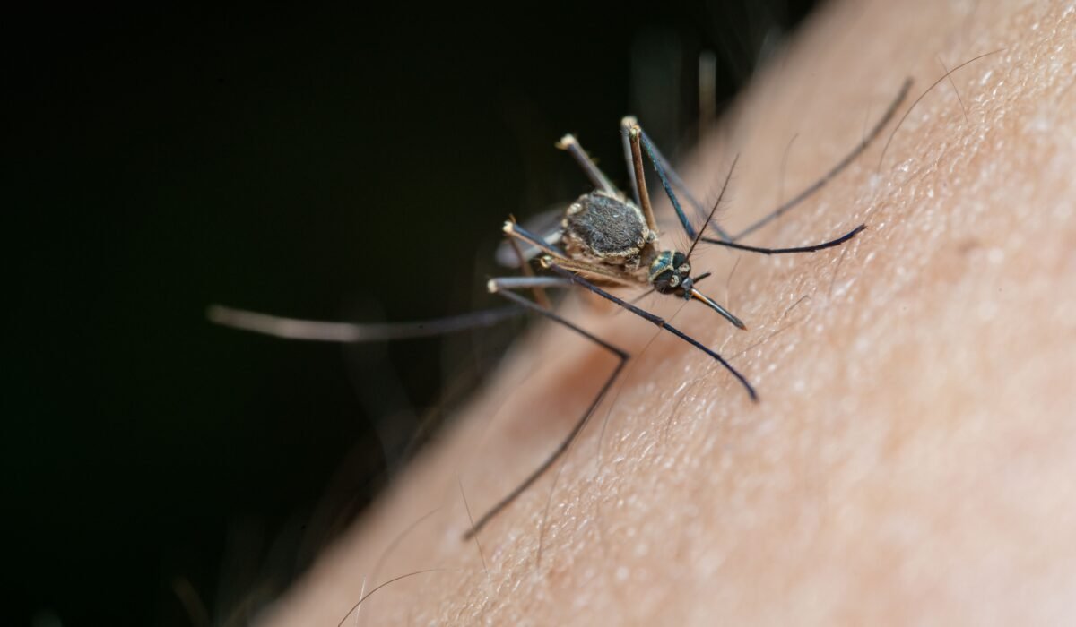 How to Prevent Mosquito Bites — How to Prevent Mosquito Bites: Ultimate 2026 Guide — Photo by Jimmy Chan on Pexels