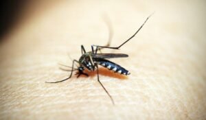 Best Mosquito Treatment for Yard — Best Mosquito Treatment for Yard: 7 Options 2026 — Photo by icon0 com on Pexels