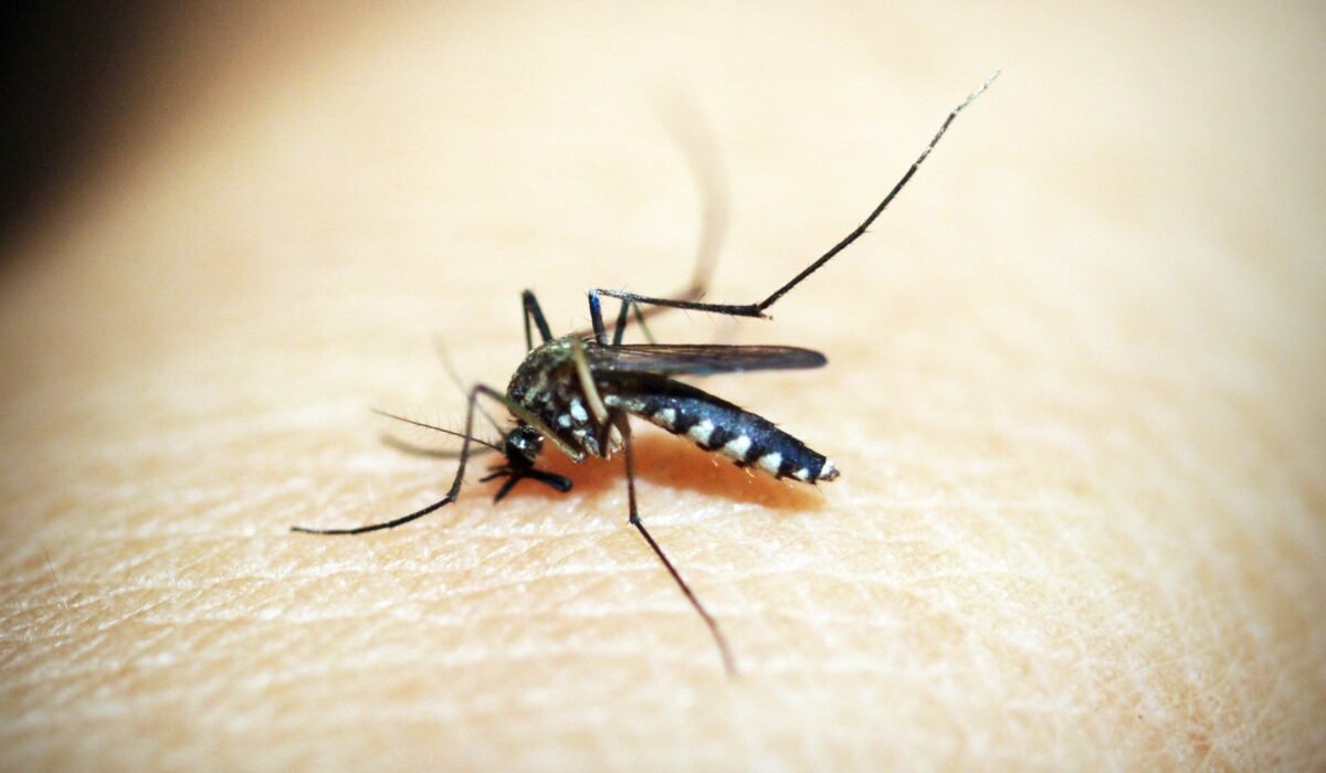 Best Mosquito Treatment for Yard — Best Mosquito Treatment for Yard: 7 Options 2026 — Photo by icon0 com on Pexels