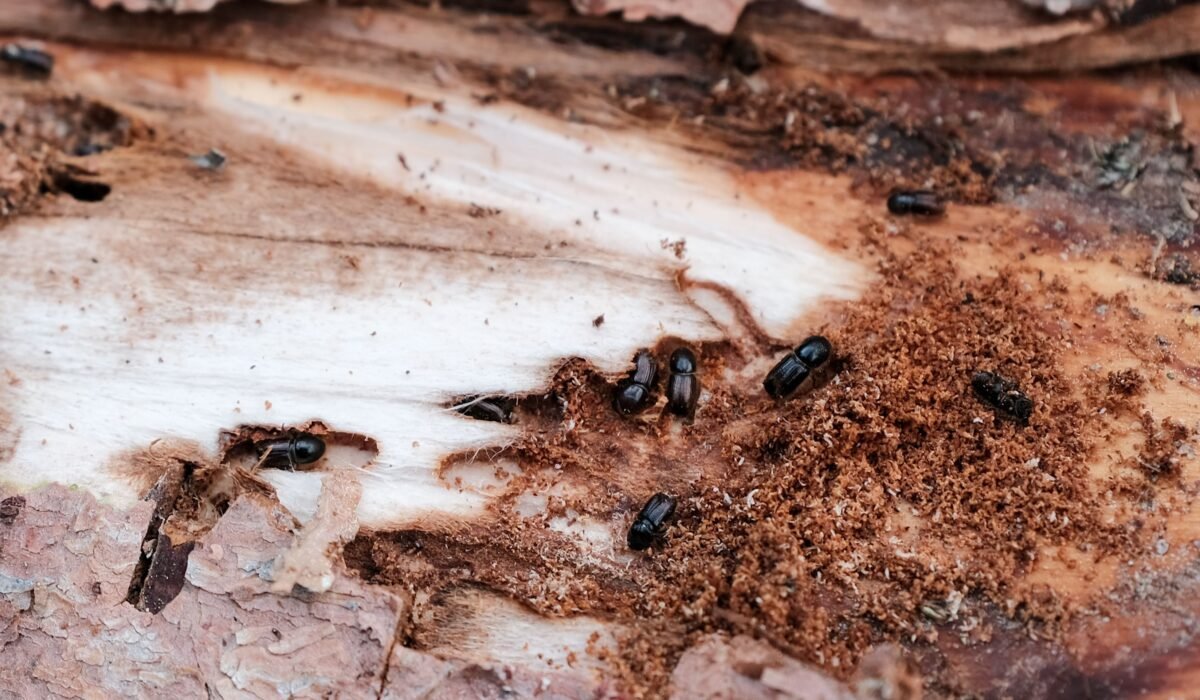 Mouse Infestation Warning Signs โ Mouse Infestation Warning Signs: 7 Essential Clues for 2026 โ Photo by Andreas Schnabl on Pexels