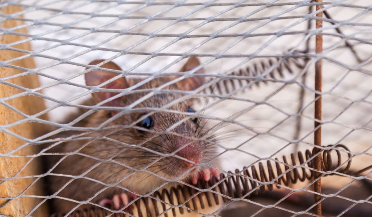 How to Get Rid of Mice Fast — How to Get Rid of Mice Fast: 7 Proven Steps for 2026 — Photo by ardeshir etemad on Pexels