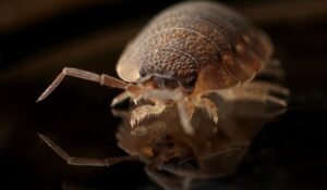 How to Kill Bed Bugs Naturally — How to Kill Bed Bugs Naturally: 7 Effective Methods 2026 — Photo by Pixabay on Pexels