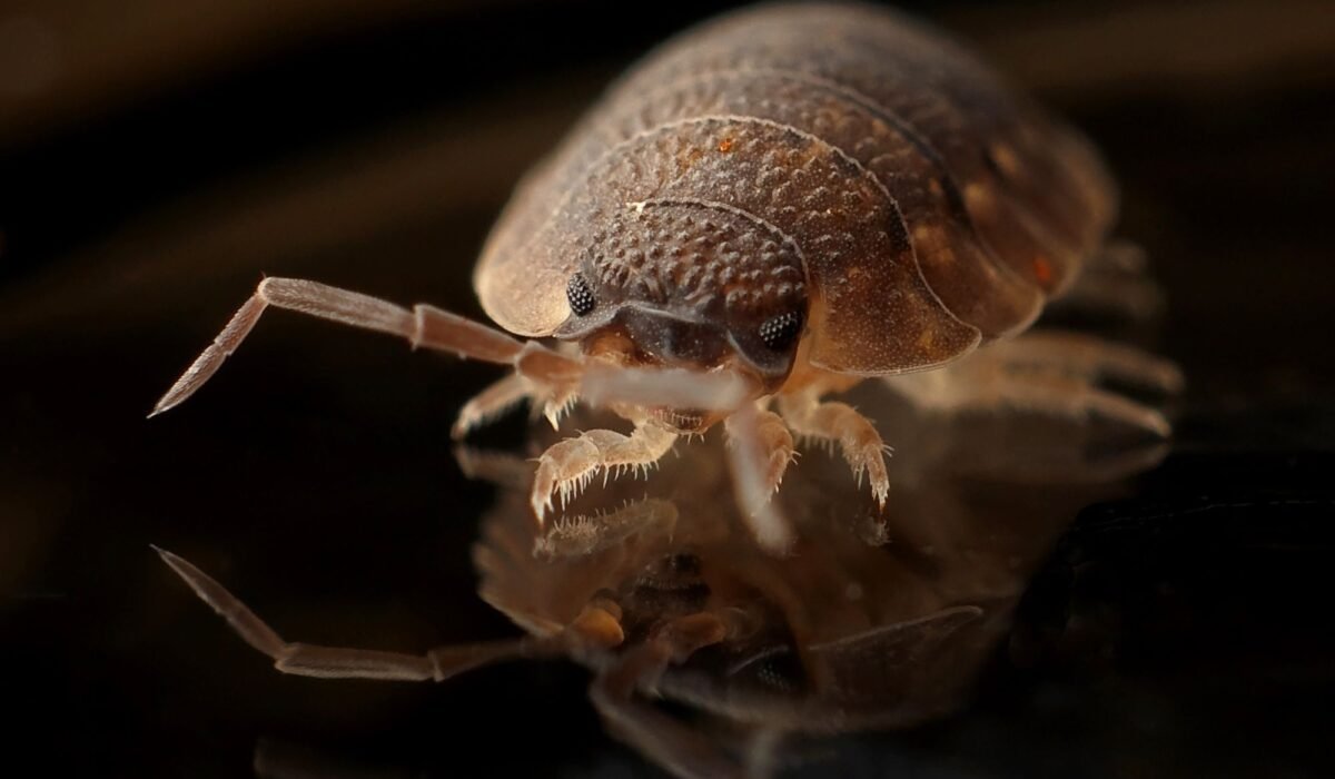 How to Kill Bed Bugs Naturally — How to Kill Bed Bugs Naturally: 7 Effective Methods 2026 — Photo by Pixabay on Pexels