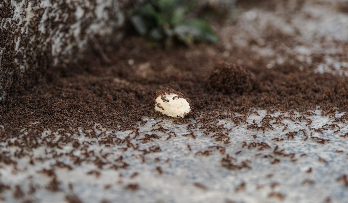 Effective Sugar Ant Removal Tips 2026 — Effective Sugar Ant Removal Tips 2026: 7 Proven Ways — Photo by Yaşar Başkurt on Pexels