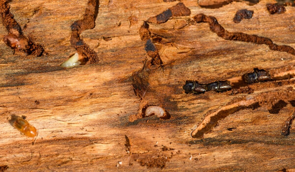 DIY vs Professional Termite Treatment — DIY vs Professional Termite Treatment: Ultimate 2026 Guide — Photo by Petr Ganaj on Pexels