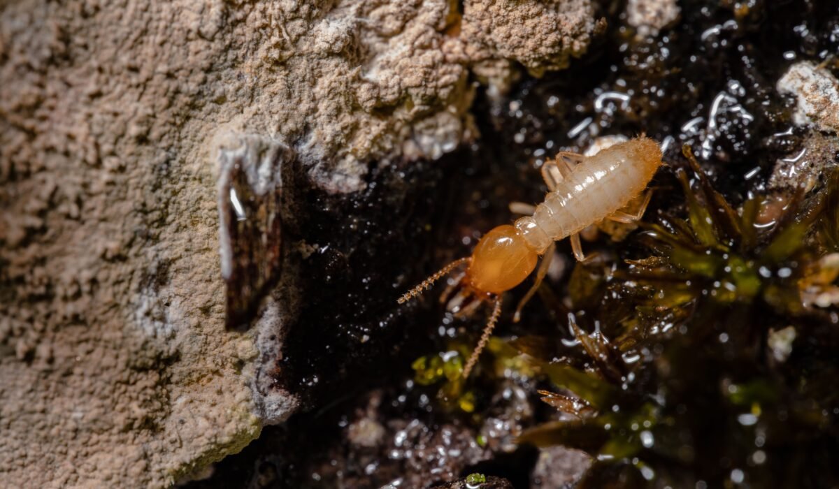 Common Types of Termites in the USA — Common Types of Termites in USA: Ultimate 2026 Guide — Photo by Jimmy Chan on Pexels