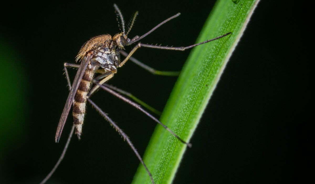 Best Mosquito Spray for Yards 2026 โ Best Mosquito Spray for Yards 2026: Top 7 Options โ Photo by Egor Kamelev on Pexels